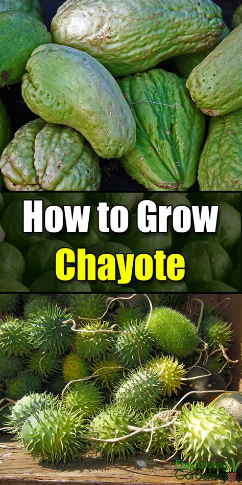 vegetable chayote|how to grow chayote vegetable.